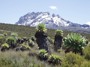©  Andreas Hemp/ Ökosystem mit alpiner Vegetation am Kilimandscharo.