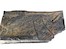 NHM Wien, C. Potter /Fossile Blätter eines Farnsamers Nýřany, Tschechische Republik 310 Millionen Jahre alt