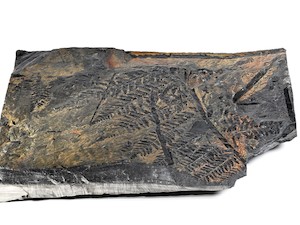©  NHM Wien, C. Potter /Fossile Blätter eines Farnsamers Nýřany, Tschechische Republik 310 Millionen Jahre alt