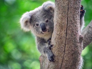 © SAS / Unterstützung zur Erkennung von Gefahren für die Koalas