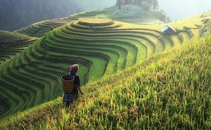 © Sasin Tipchai pixabay/ Landwirtschaft in Asien