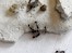 Petra Thurner, Forschungsgruppe Molekulare Ökologie /Die Ameisen-Art Tetramorium alpestre lebt in hochalpinen Gebieten.