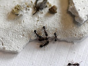 © Petra Thurner, Forschungsgruppe Molekulare Ökologie /Die Ameisen-Art Tetramorium alpestre lebt in hochalpinen Gebieten.