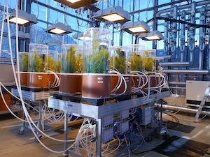 © Plant Ecophysiology Lab, KIT / In hochtechnisierten Pflanzenkammern wurden Aleppo-Kiefern steigenden Temperaturen ausgesetzt.