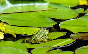 © CC0 Public Domain - pixabay.com /Amphibienschutz ist eines der Anliegen