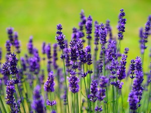 ©  Hans Braxmeier auf Pixabay / Lavendel